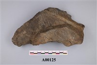 藏品(植物化石)的圖片